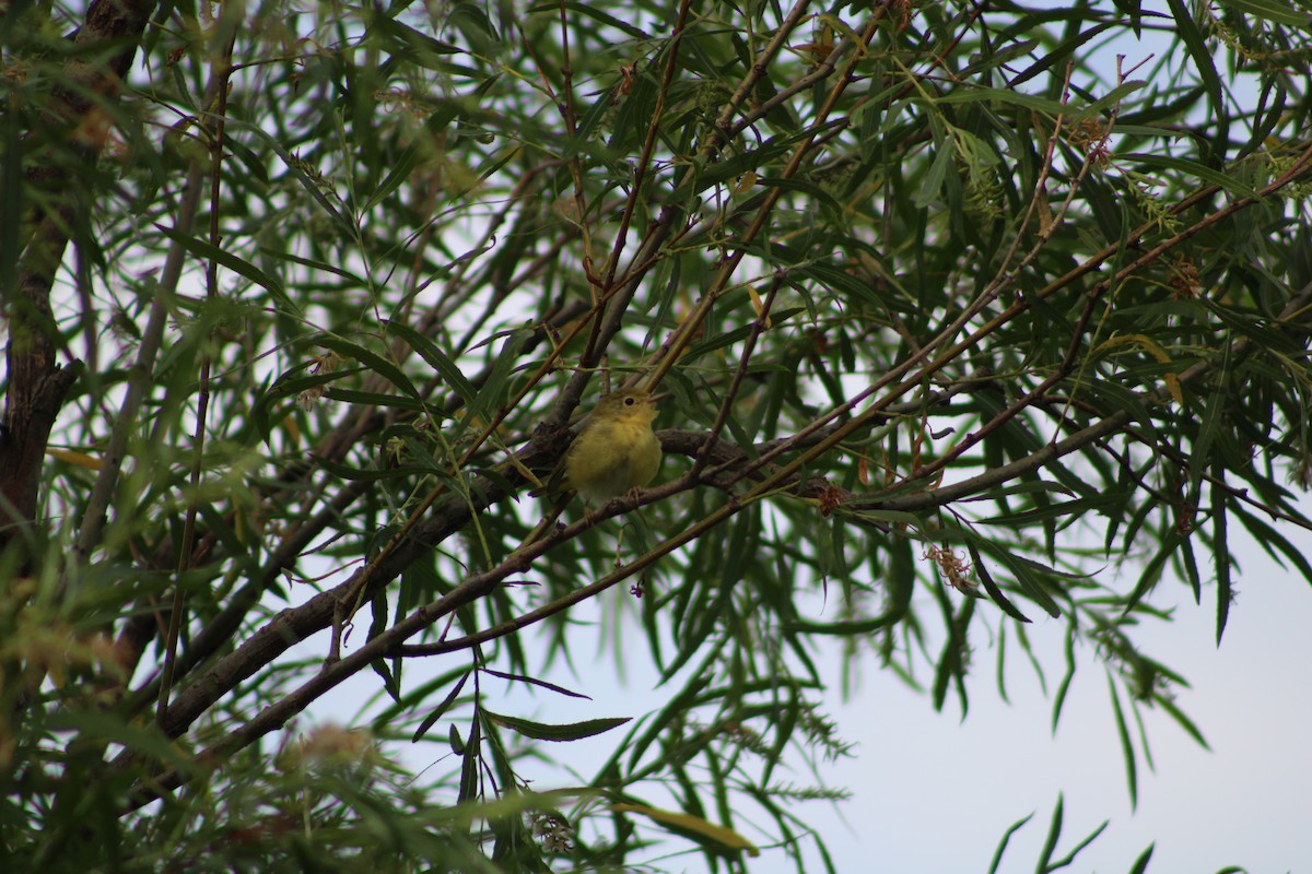 Northern Yellow Warbler - ML638086209