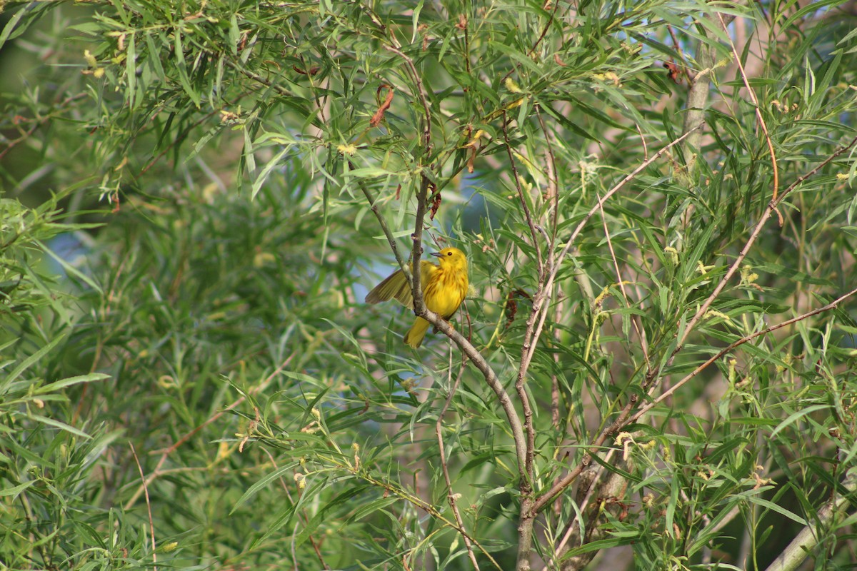 Northern Yellow Warbler - ML638086210