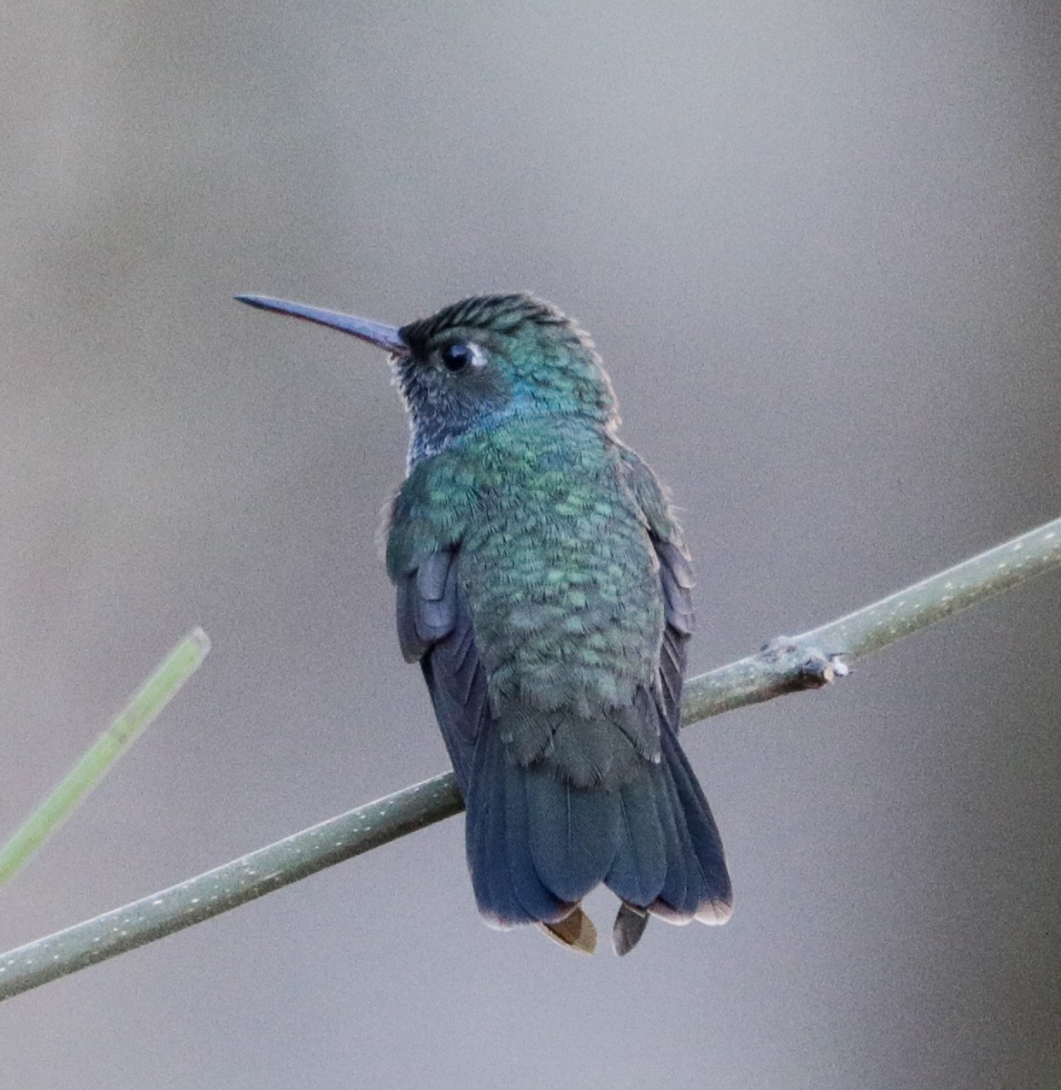 Sapphire-spangled Emerald - ML638086249