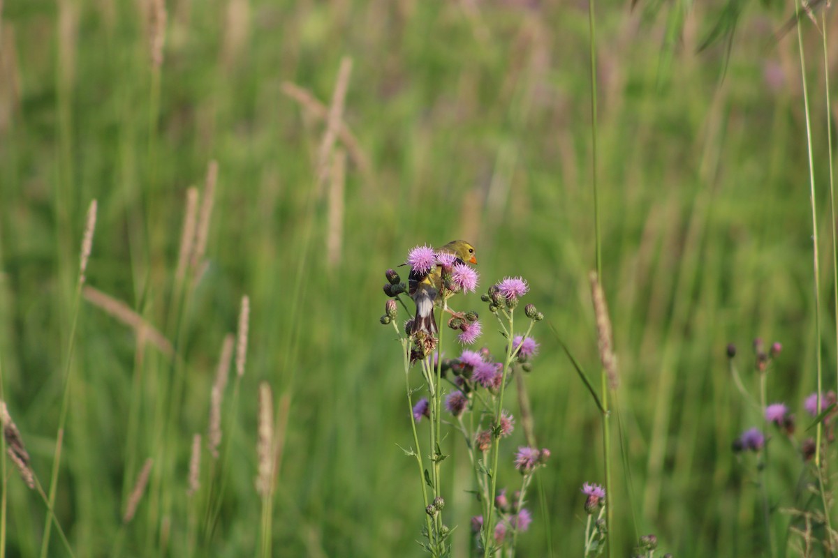American Goldfinch - ML638086276
