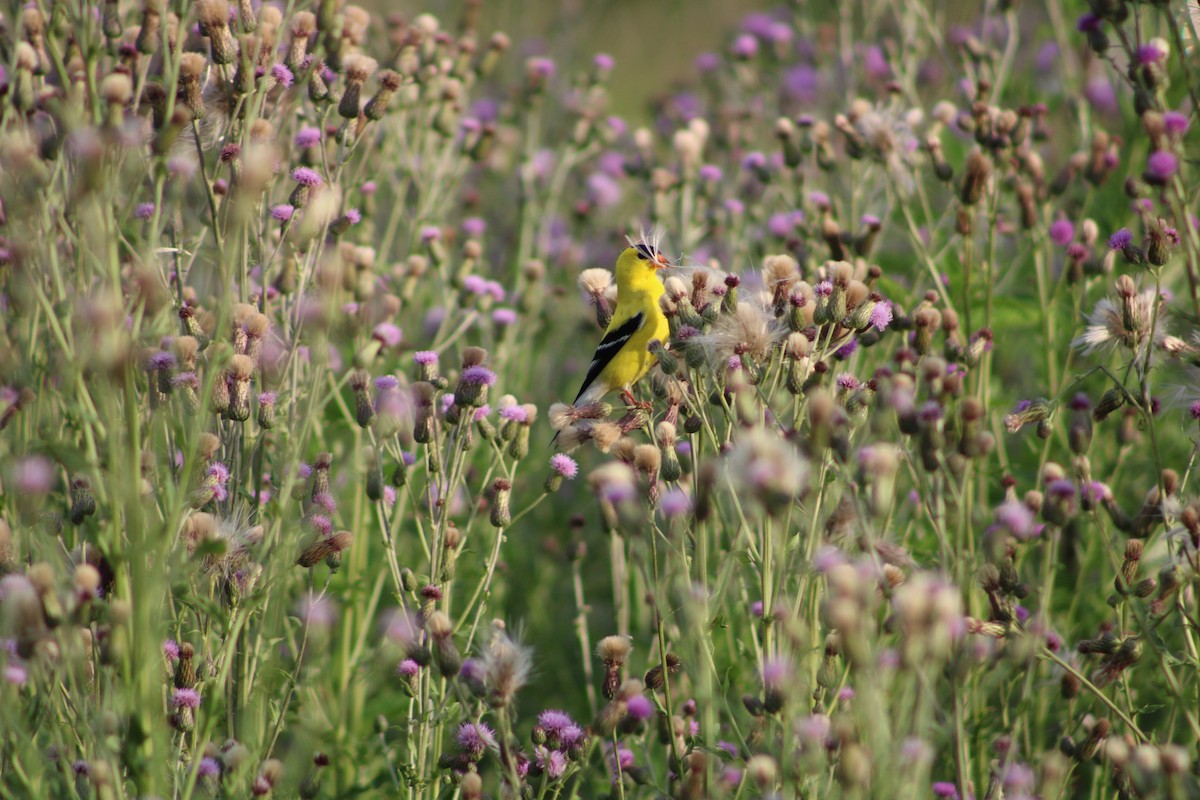 American Goldfinch - ML638086277