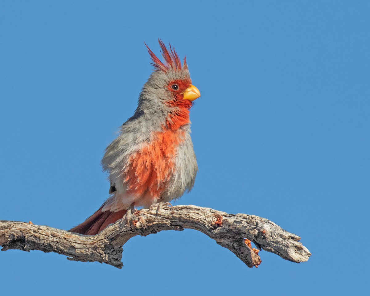 Pyrrhuloxia - ML638086289