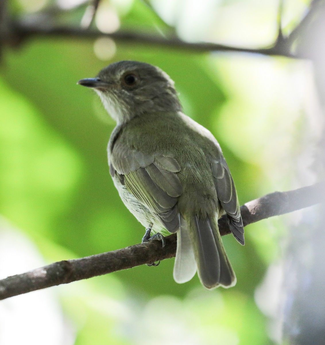 Pale-bellied Tyrant-Manakin - ML638086316