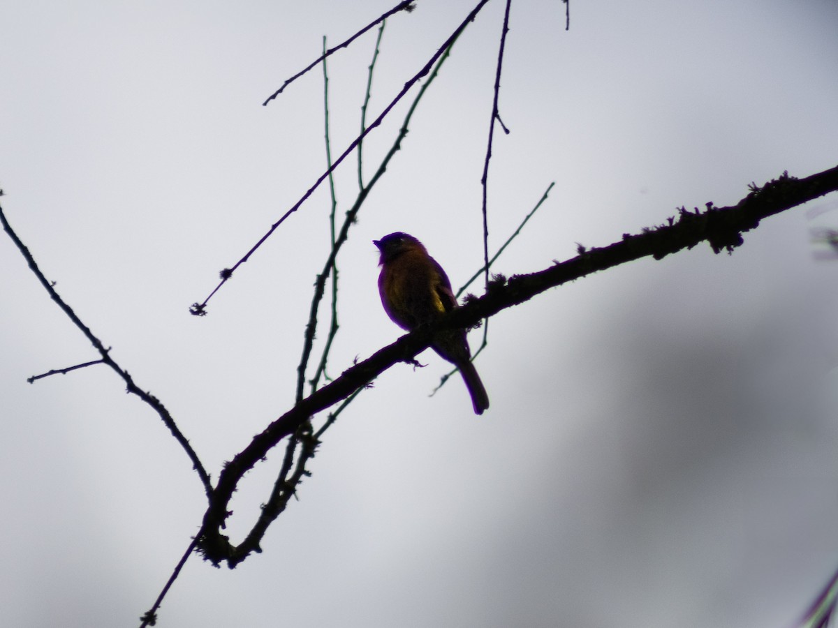 Cinnamon Flycatcher - ML638086340