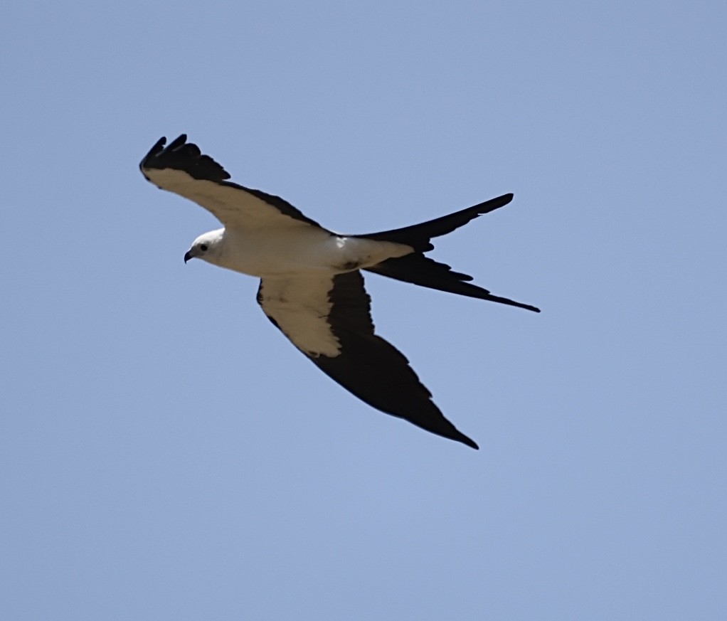 Swallow-tailed Kite - ML638086370