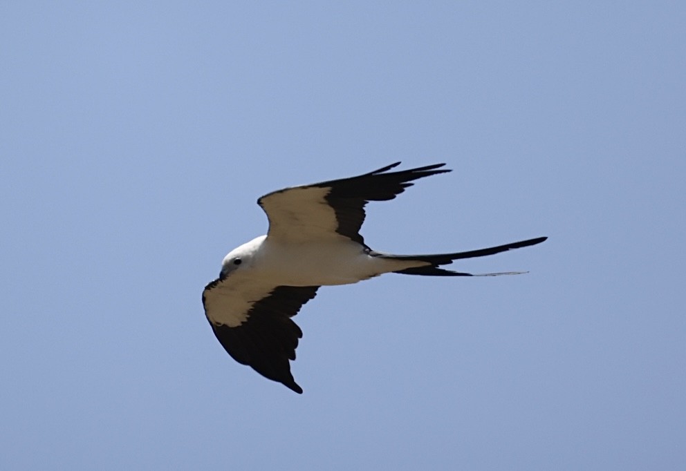 Swallow-tailed Kite - ML638086371