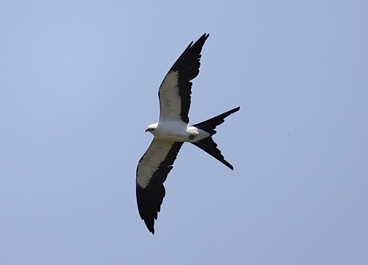 Swallow-tailed Kite - ML638086372