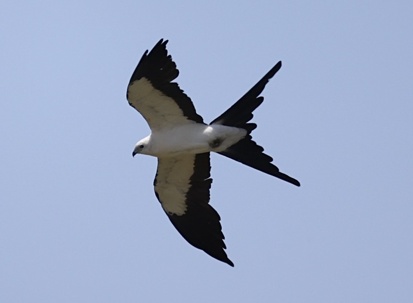 Swallow-tailed Kite - ML638086373