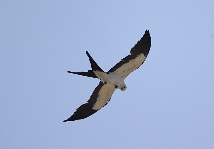 Swallow-tailed Kite - ML638086374