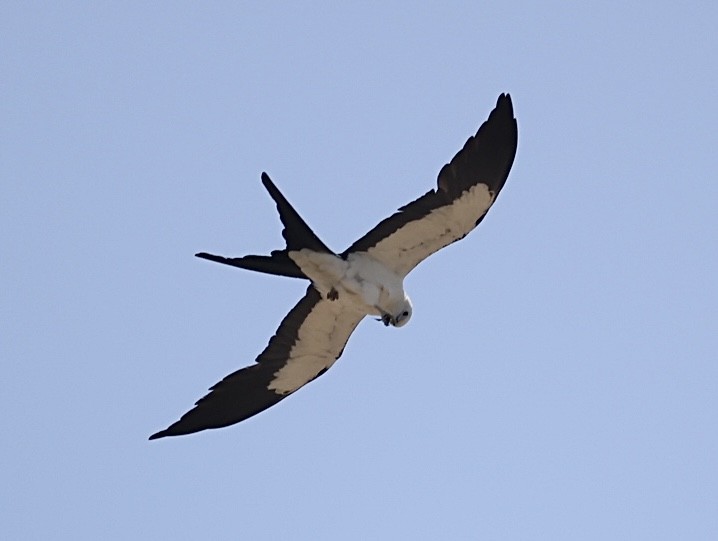 Swallow-tailed Kite - ML638086375
