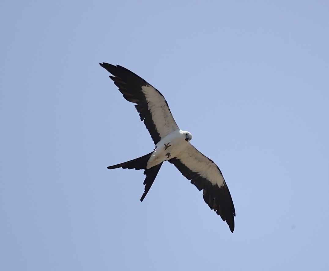 Swallow-tailed Kite - ML638086377