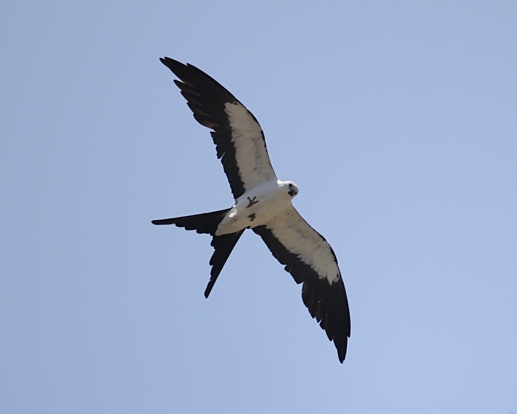 Swallow-tailed Kite - ML638086378