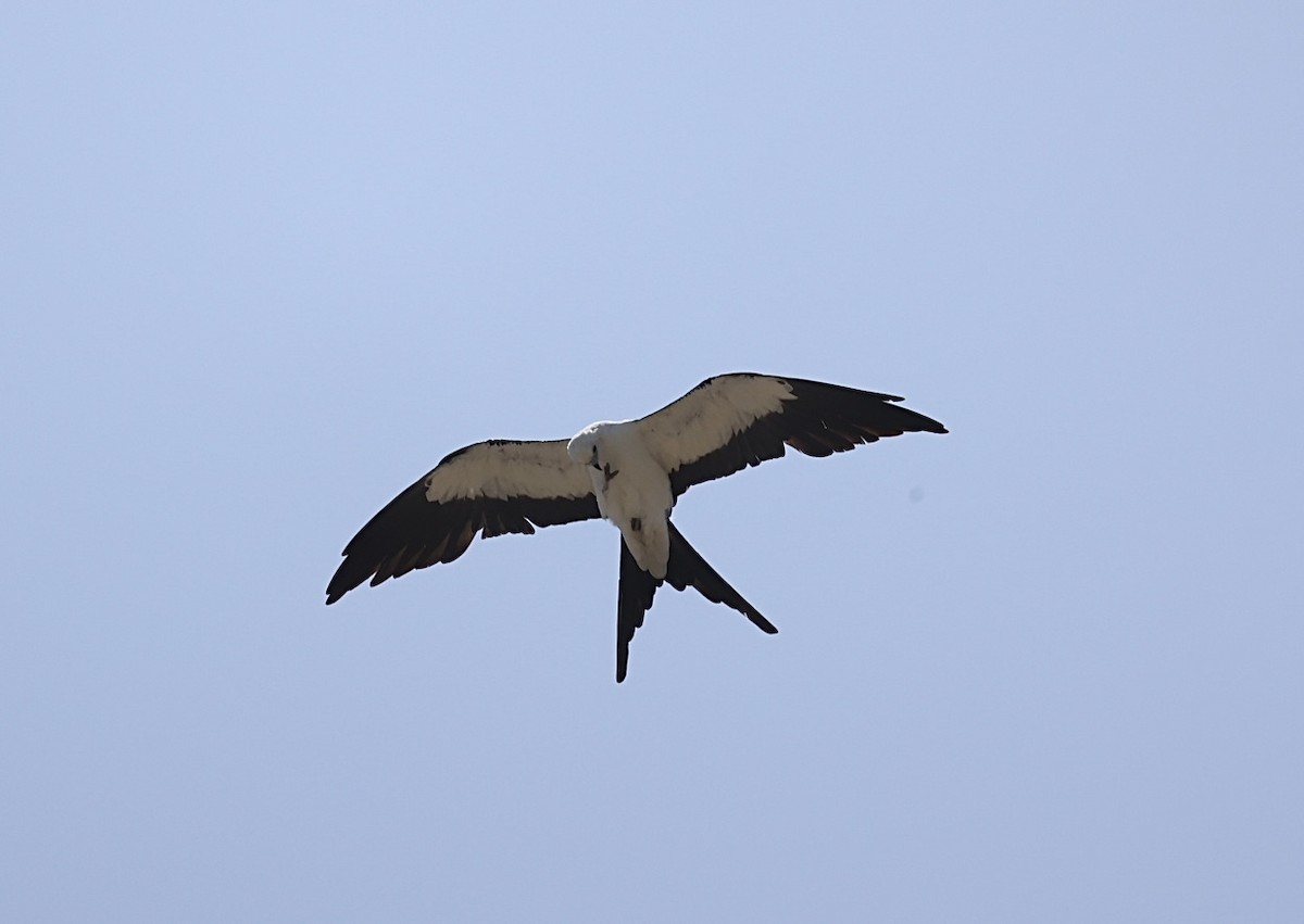 Swallow-tailed Kite - ML638086379