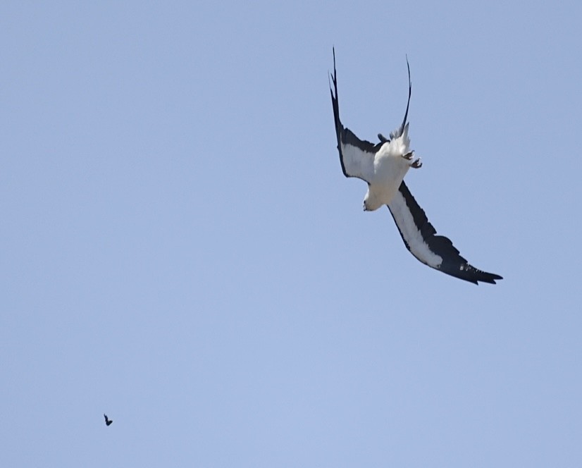 Swallow-tailed Kite - ML638086380