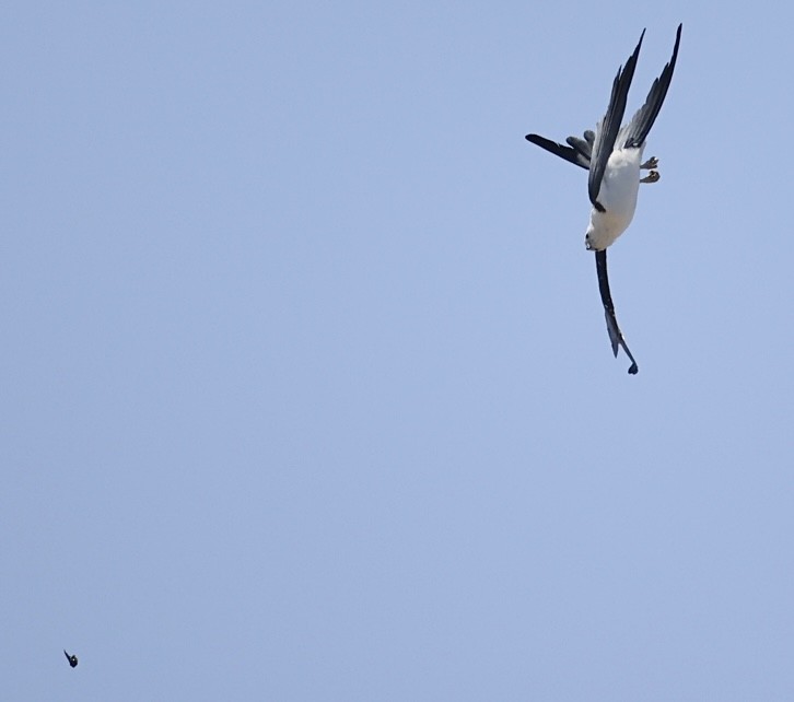 Swallow-tailed Kite - ML638086381