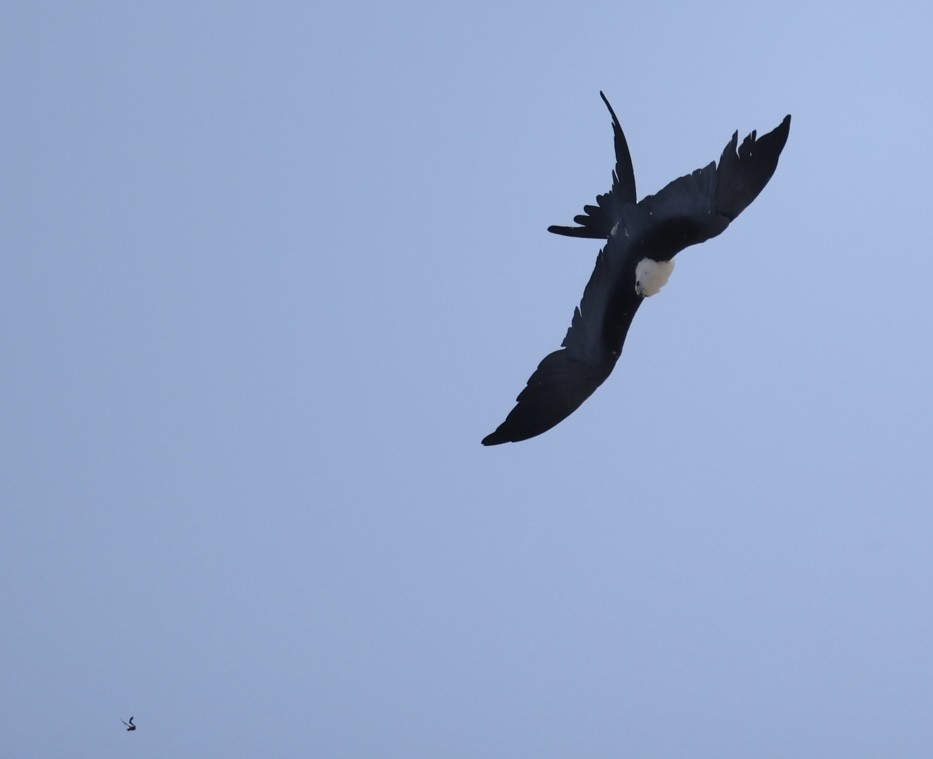 Swallow-tailed Kite - ML638086382