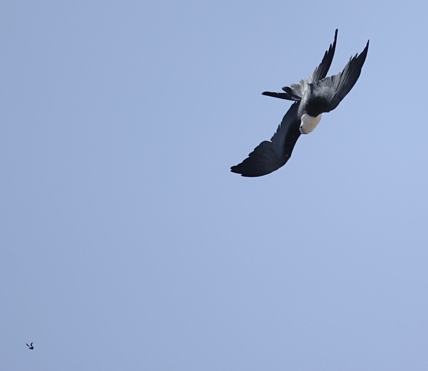 Swallow-tailed Kite - ML638086383