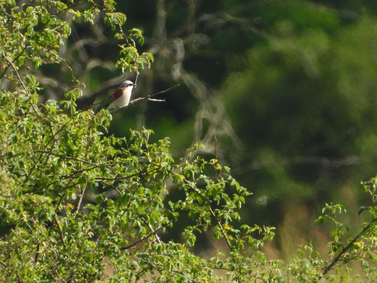Red-backed Shrike - ML638086414