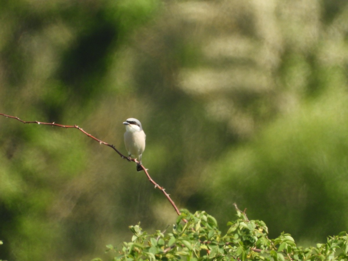 Red-backed Shrike - ML638086415