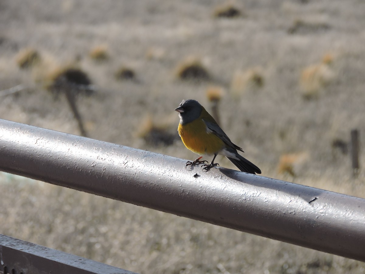 Gray-hooded Sierra Finch - ML638086476