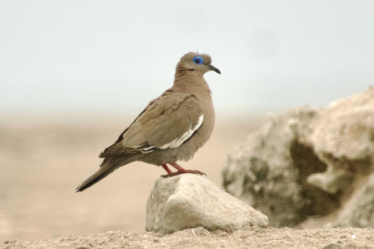 West Peruvian Dove - ML638086485