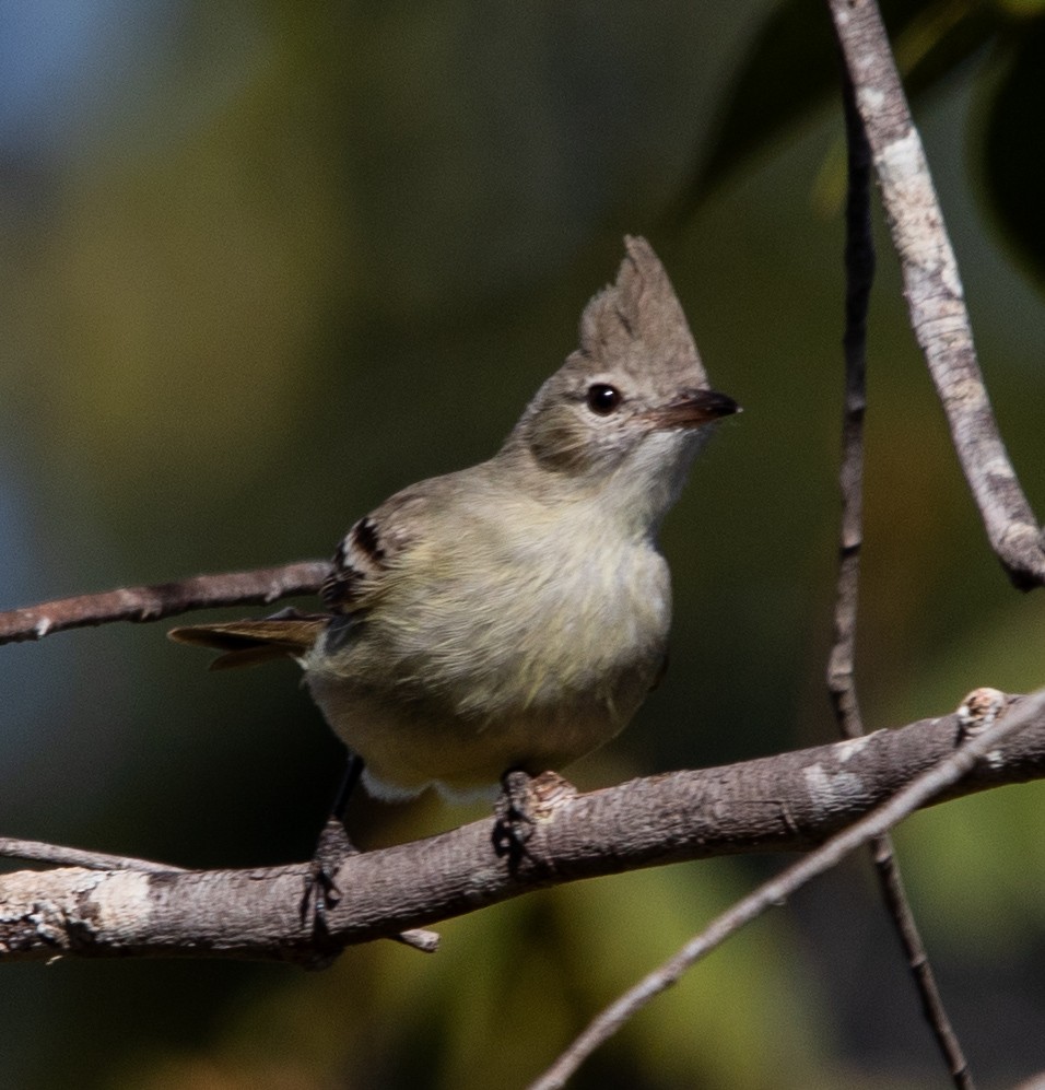 Plain-crested Elaenia - ML638086486