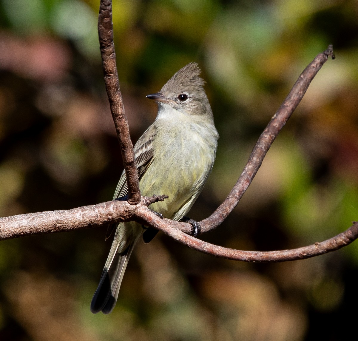 Plain-crested Elaenia - ML638086488