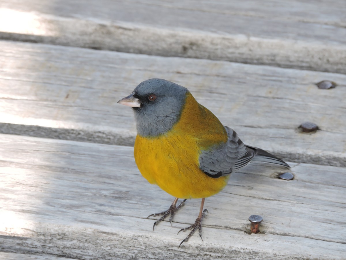 Gray-hooded Sierra Finch - ML638086493