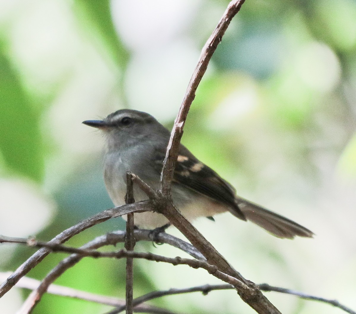 Fuscous Flycatcher - ML638086498