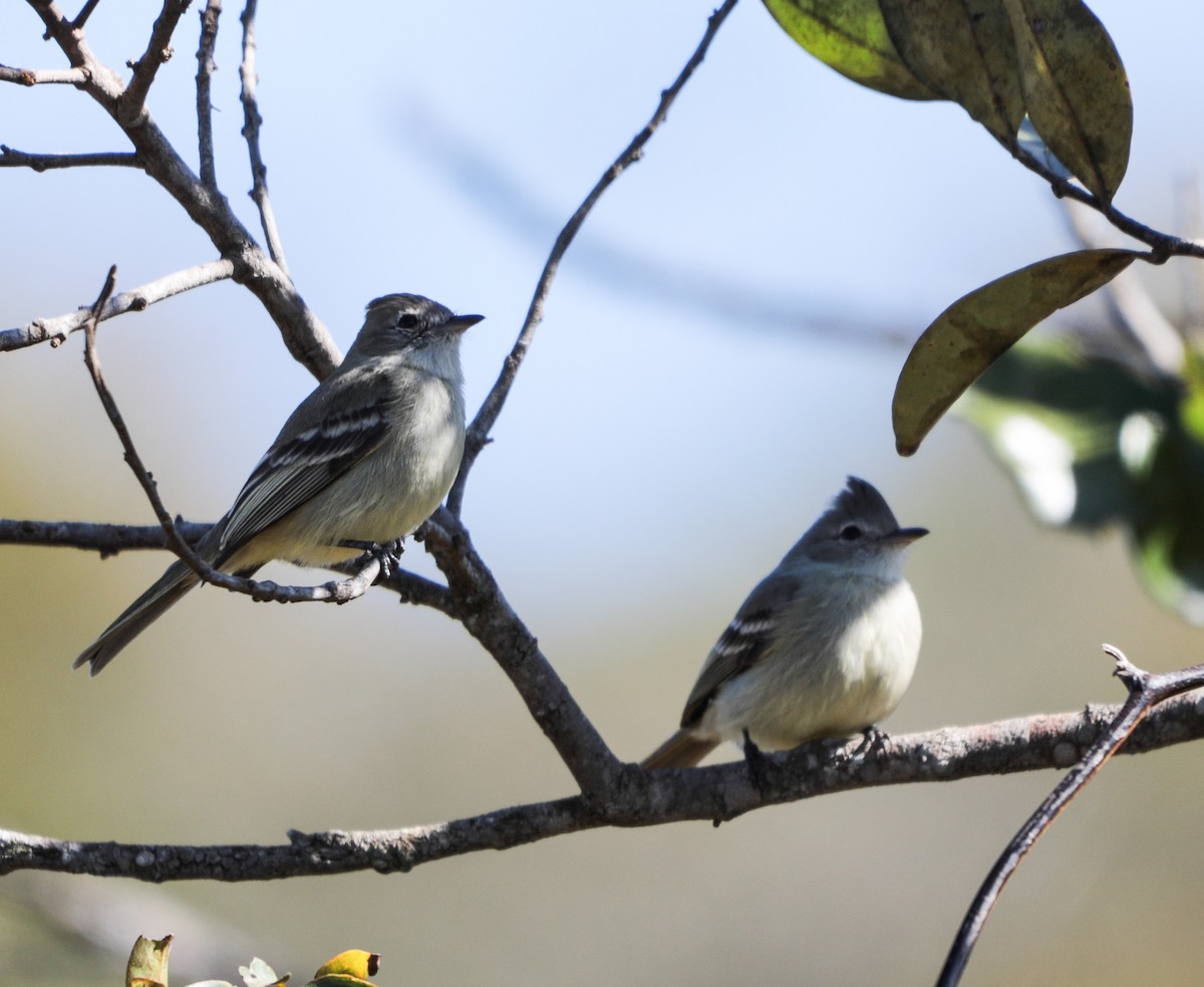 Plain-crested Elaenia - ML638086514