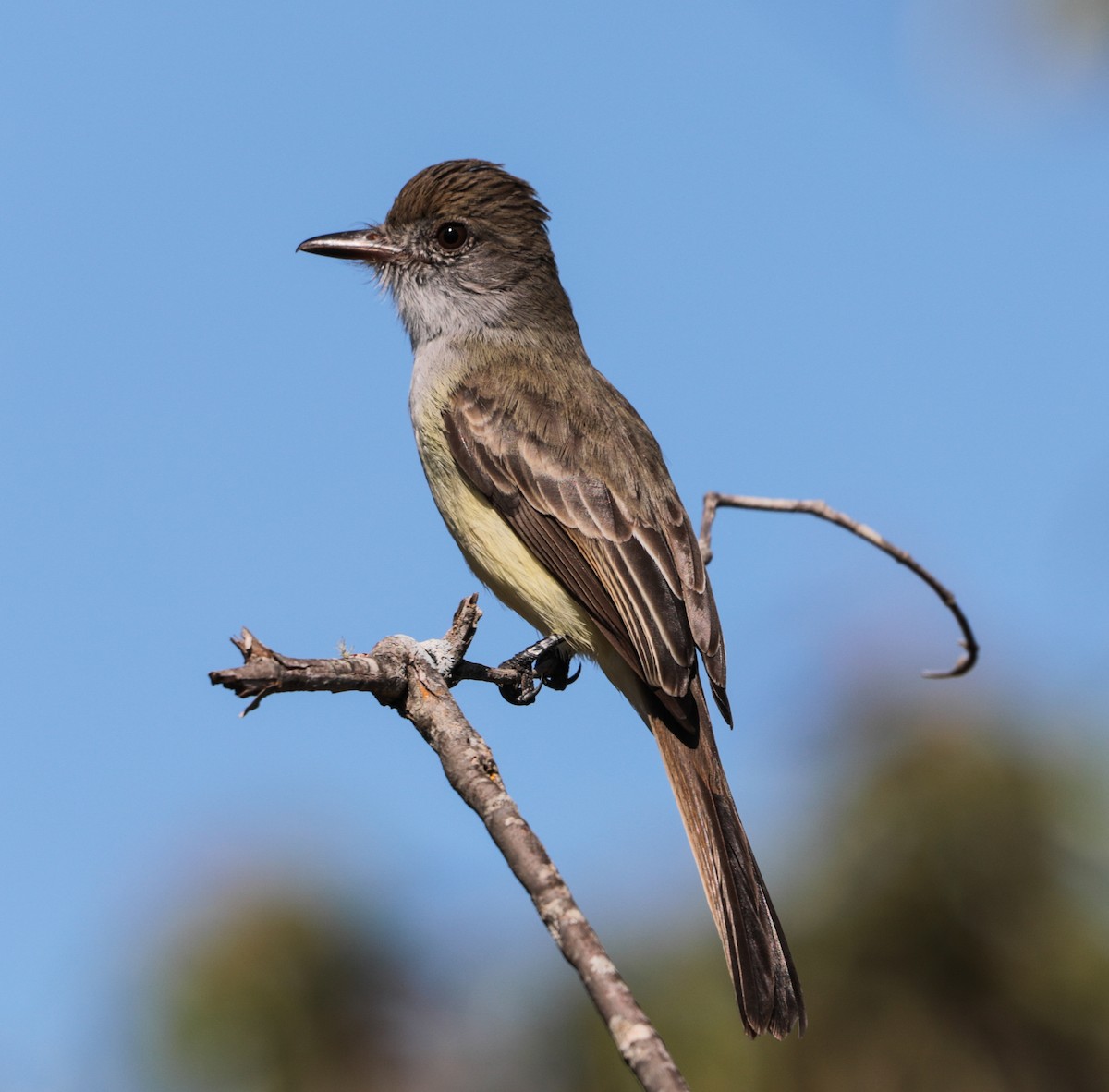 Swainson's Flycatcher - ML638086521