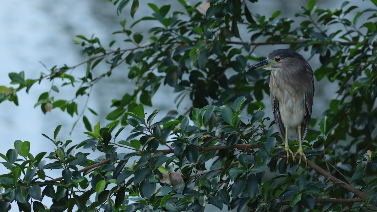 Black-crowned Night Heron - ML638086557