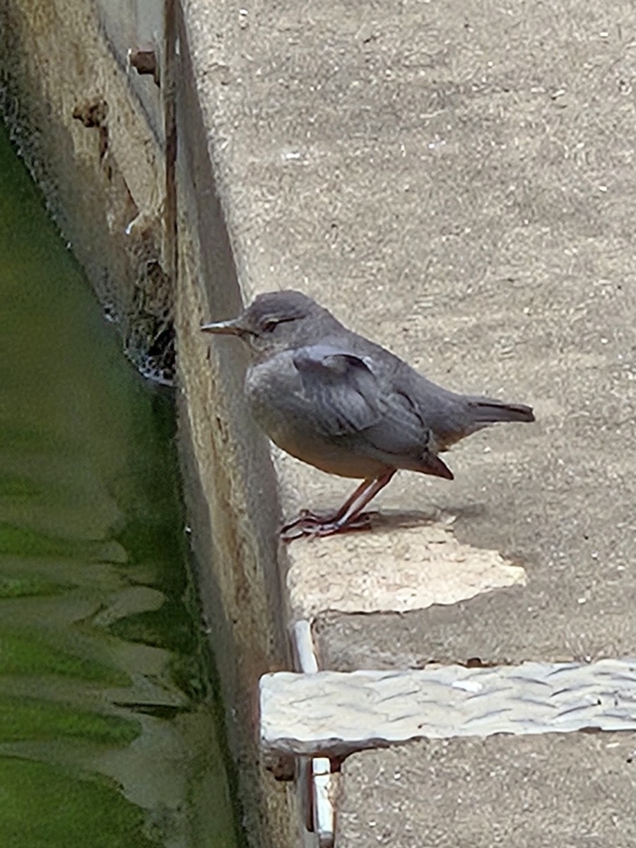 American Dipper - ML638086574