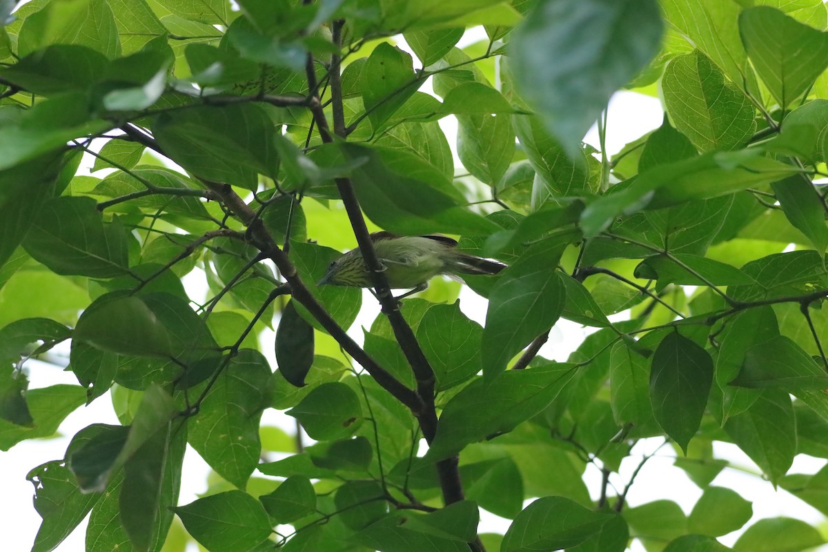 Pin-striped Tit-Babbler - ML638086608