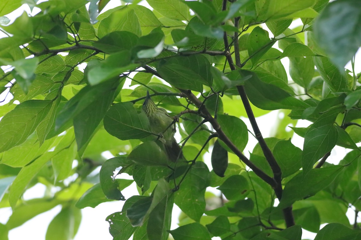 Pin-striped Tit-Babbler - ML638086613