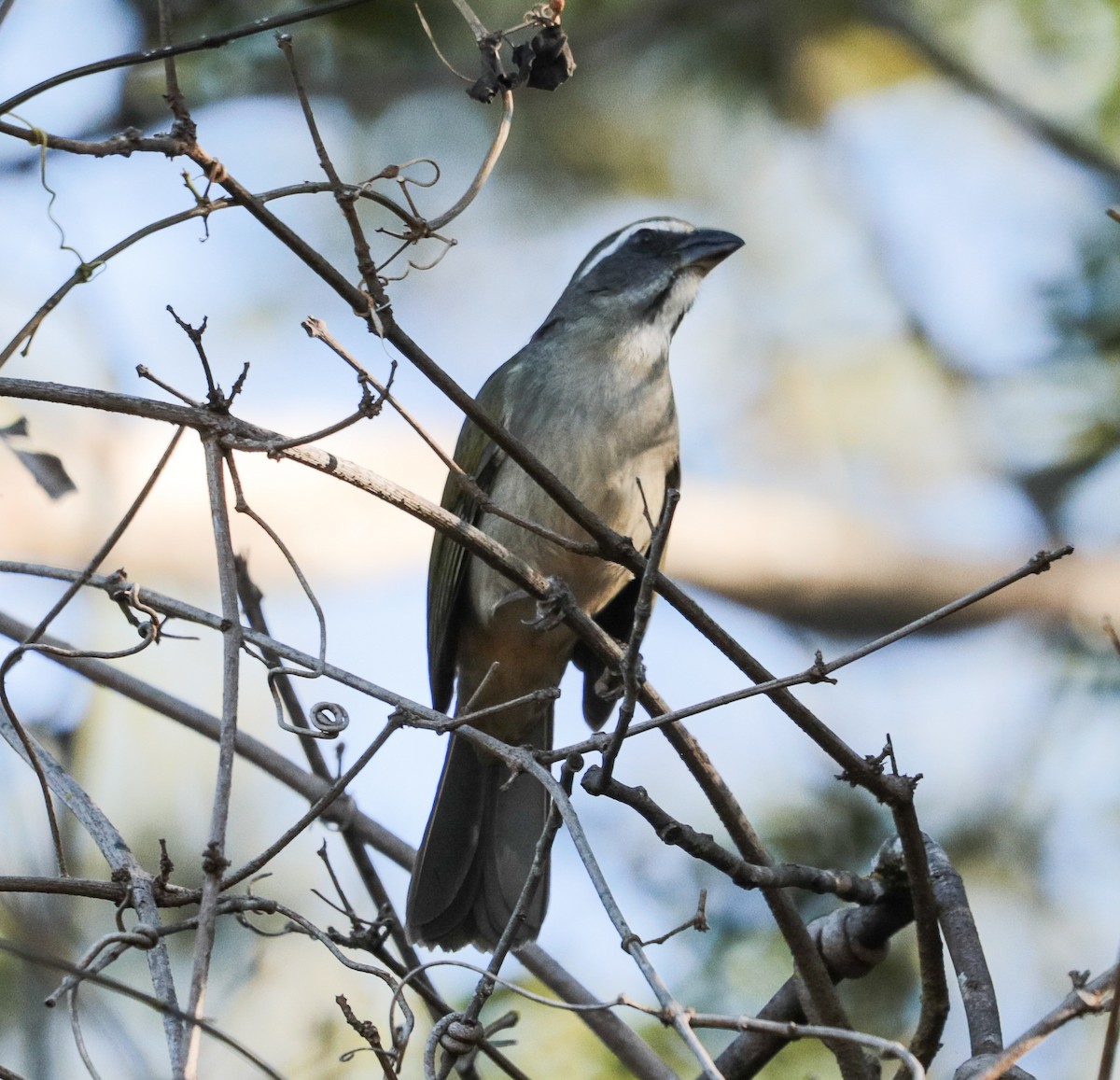 Green-winged Saltator - ML638086638