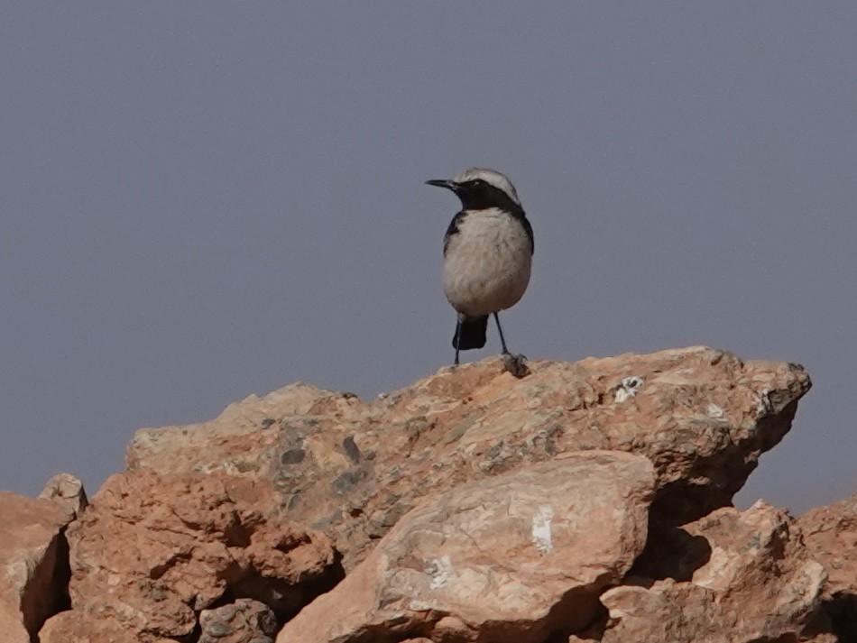Red-rumped Wheatear - ML638086676