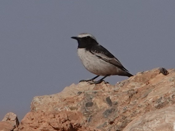 Red-rumped Wheatear - ML638086678