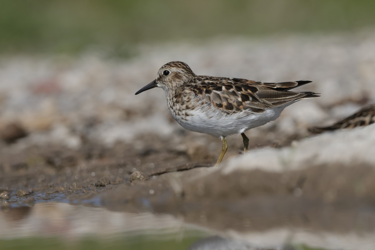 pygmésnipe - ML638086701
