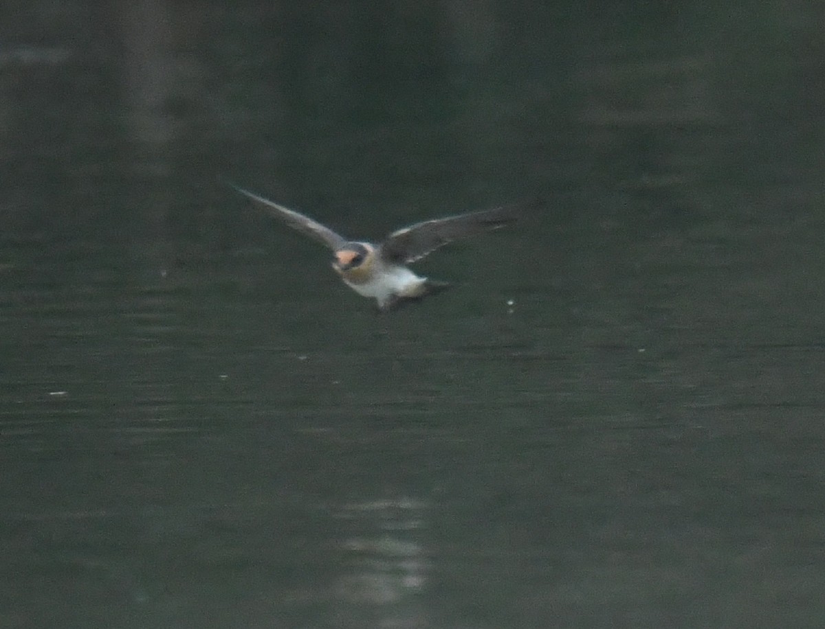 Cave Swallow - ML638086705