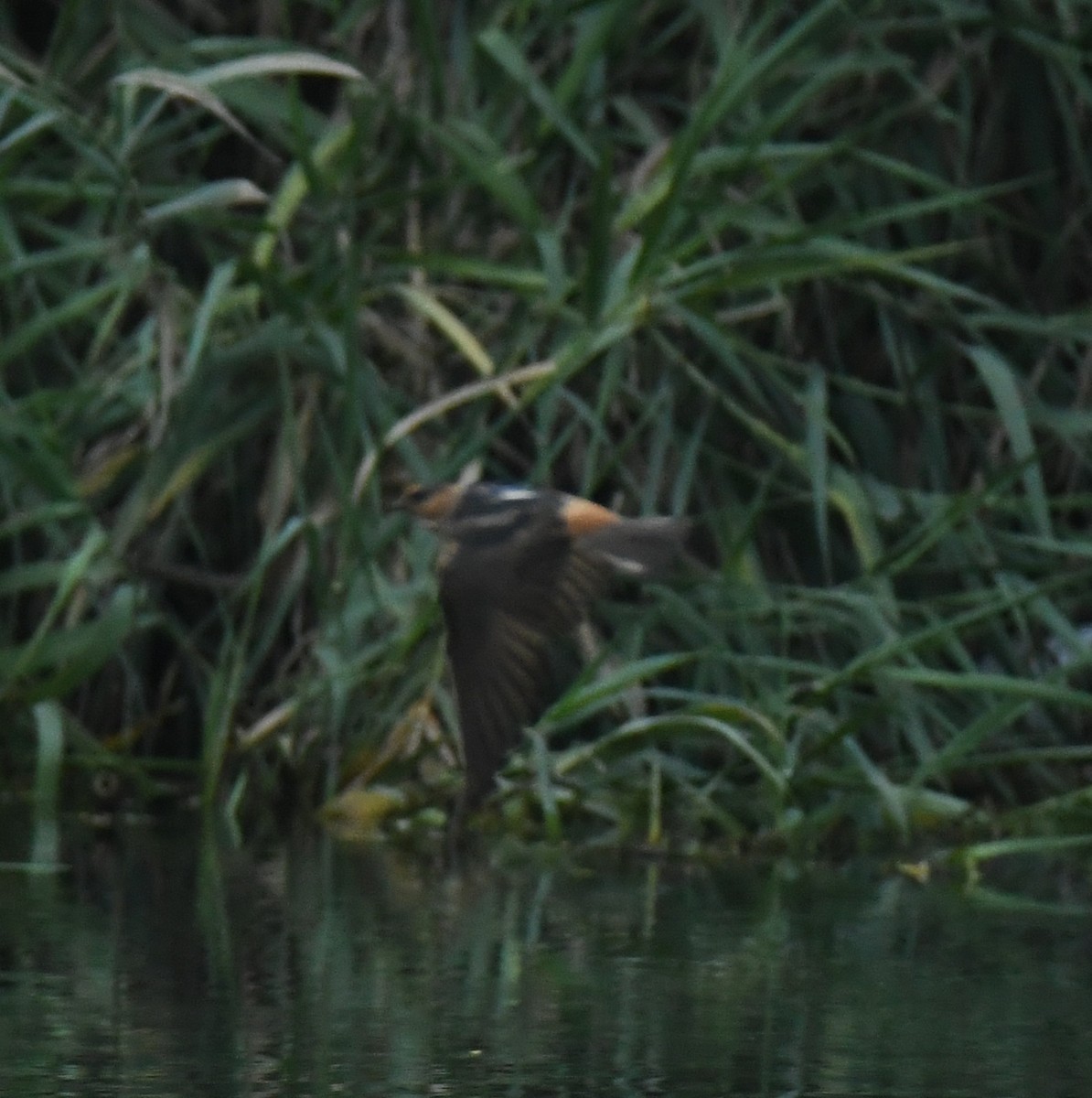 Cave Swallow - ML638086710