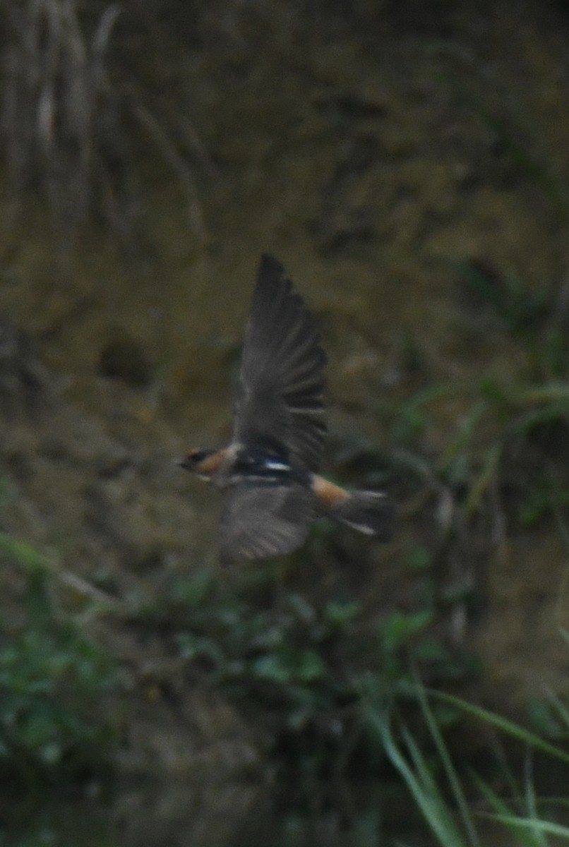 Cave Swallow - ML638086711