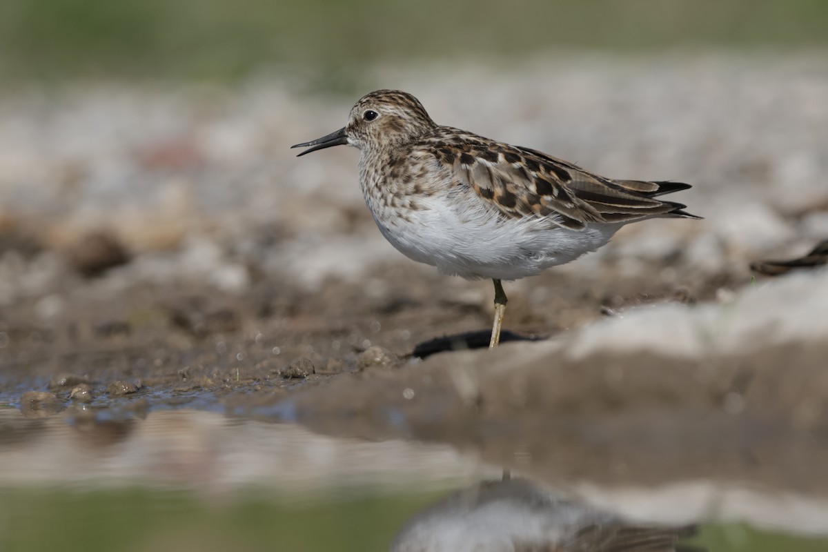 pygmésnipe - ML638086737