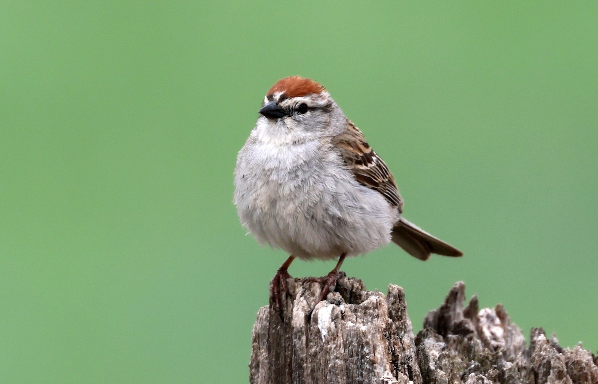Chipping Sparrow - ML638086818