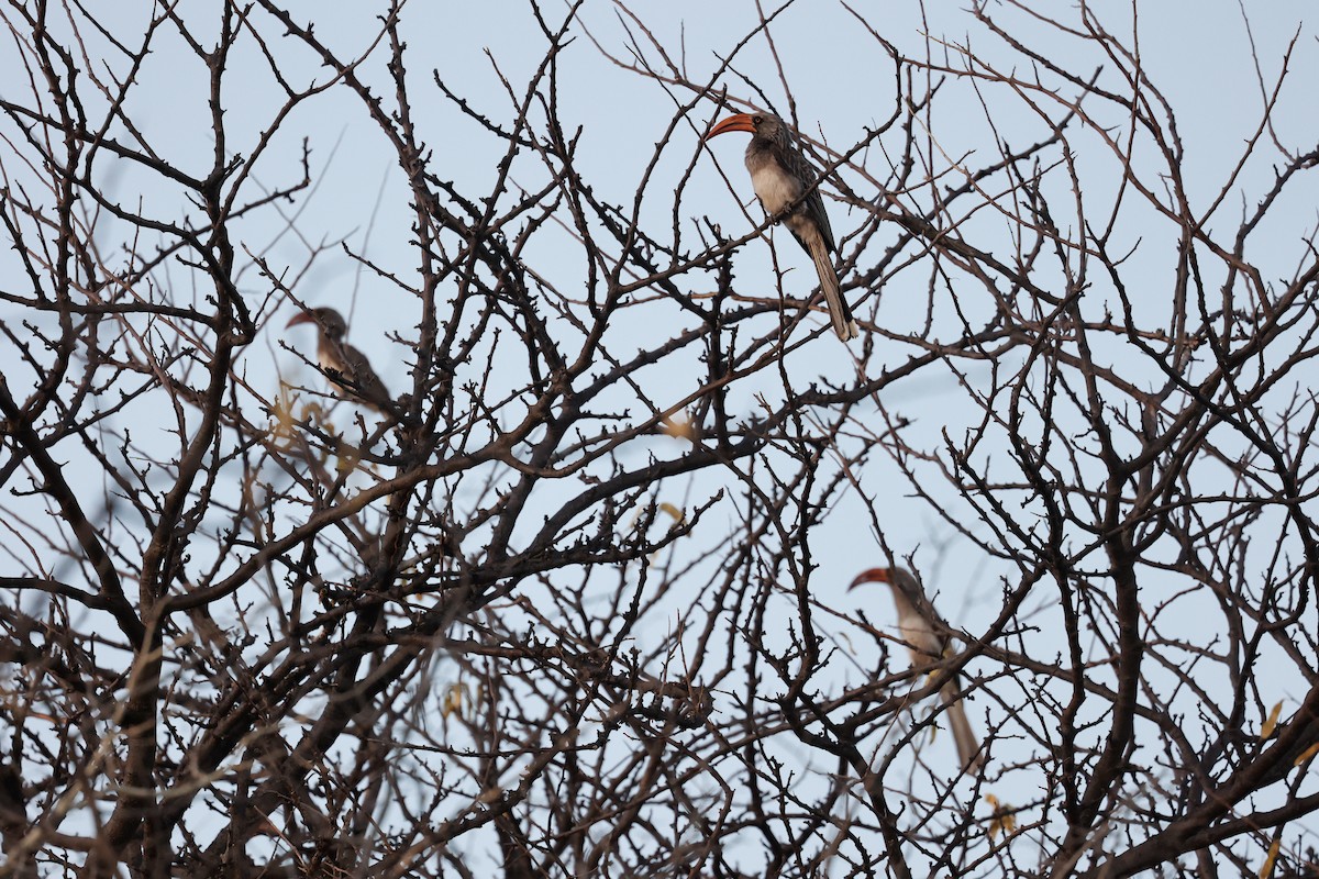 Bradfield's Hornbill - ML638086822