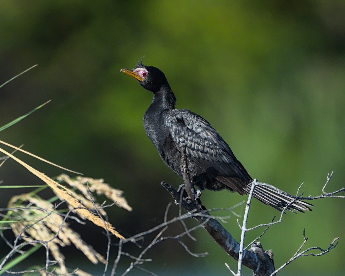 Reed Cormorant - ML638086860