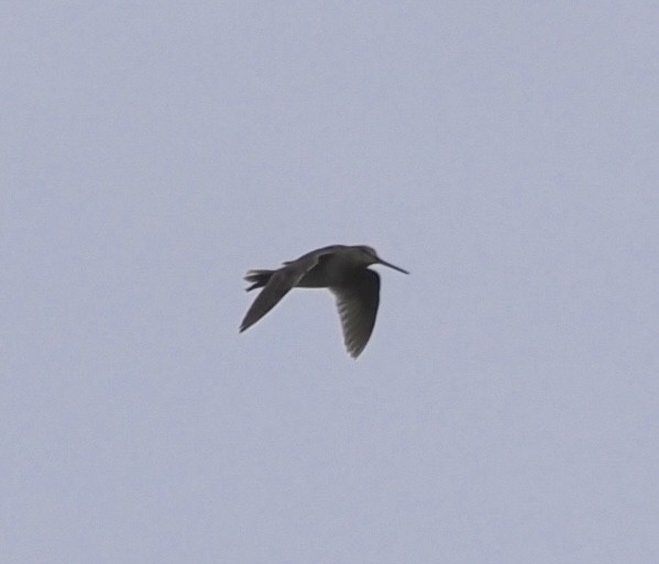 Wilson's Snipe - ML638086879