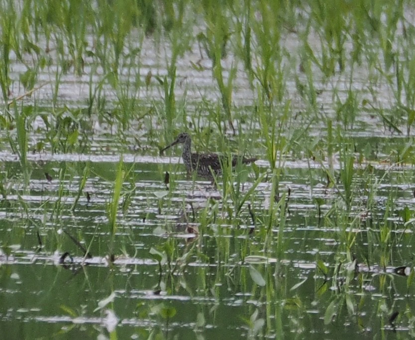 Greater Yellowlegs - ML638086885