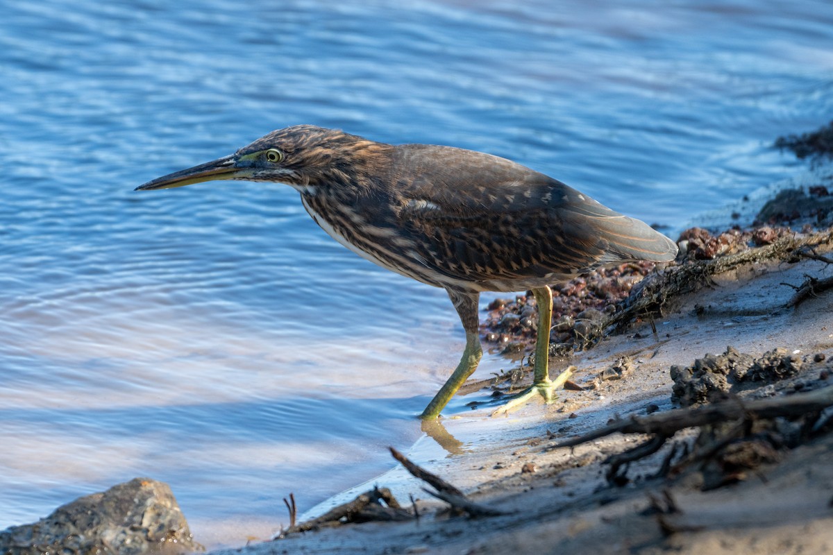 Striated Heron - ML638086893