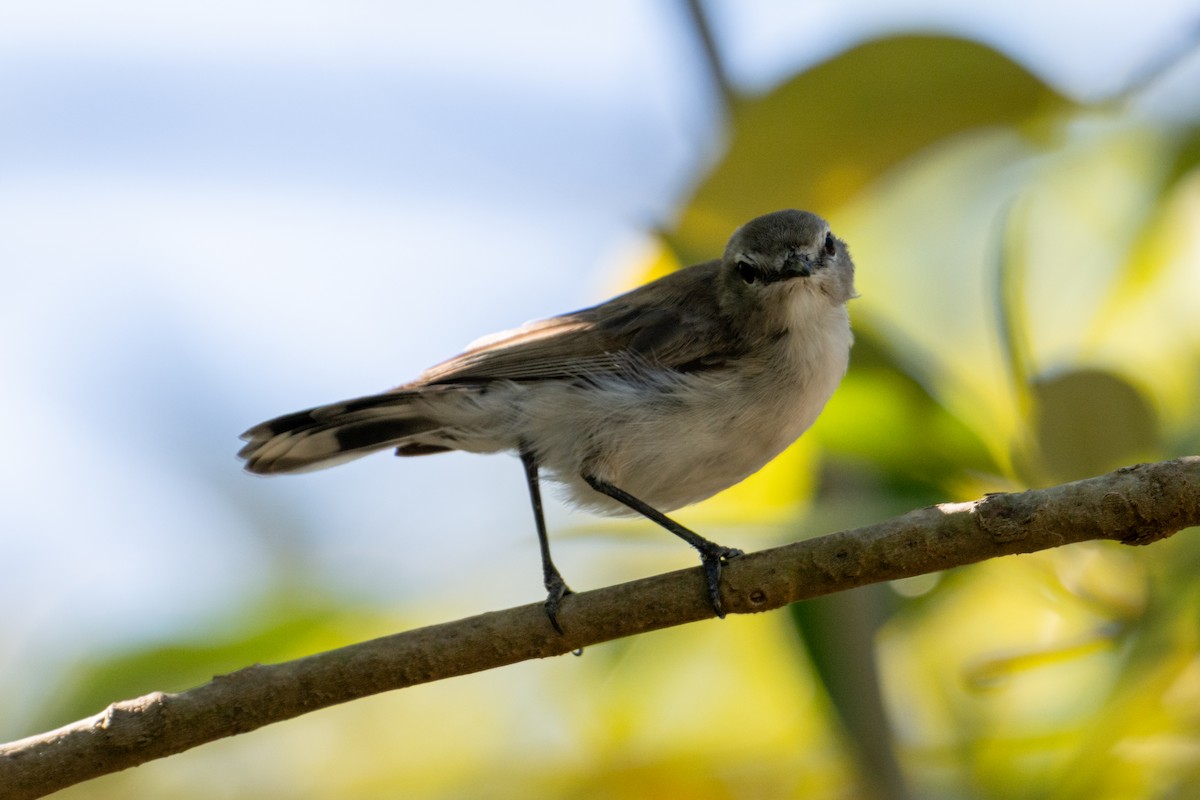 Mangrove Gerygone - ML638086921